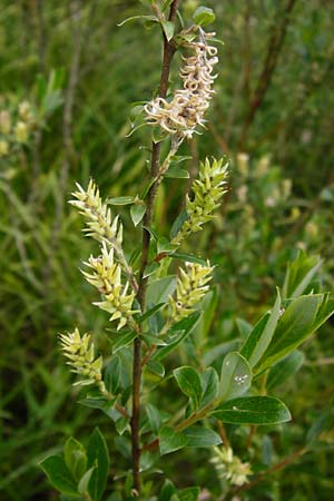 Salix repens \ Kriech-Weide / Creeping Willow, D Odenwald, Wahlen 30.5.2014