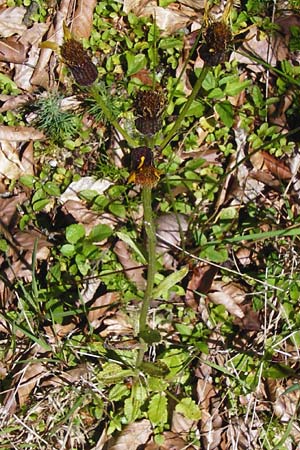 Tephroseris crispa \ Krauses Aschenkraut, Bach-Greiskraut, D Zwiesel 9.6.2014