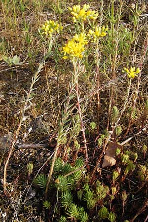 Sedum forsterianum \ Zierliche Felsen-Fetthenne / Rock Stonecrop, Welsh Stonecrop, D Mannheim 7.7.2014