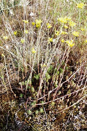 Sedum forsterianum \ Zierliche Felsen-Fetthenne / Rock Stonecrop, Welsh Stonecrop, D Mannheim 7.7.2014