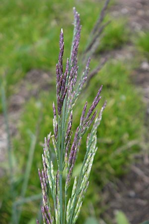 Puccinellia distans \ Gewhnlicher Salzschwaden / Reflexed Saltmarsh Grass, D Bad Nauheim 13.5.2010