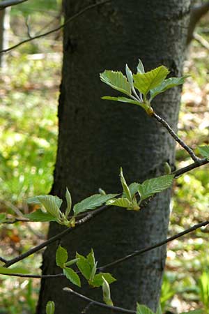 Sorbus subcordata \ Arnstdter Mehlbeere / Arnstadt Whitebeam, D Thüringen, Arnstadt 8.5.2013