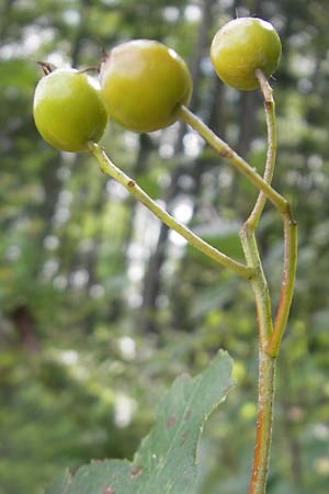 Sorbus schwarziana \ Schwarz-Mehlbeere / Schwarz' Whitebeam, D Franken/Franconia Frechetsfeld 6.8.2011