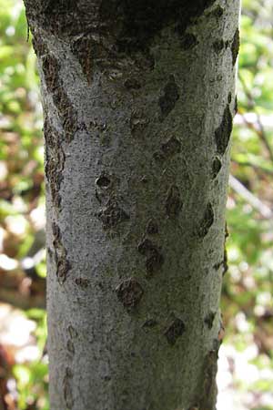 Sorbus schwarziana \ Schwarz-Mehlbeere / Schwarz' Whitebeam, D Franken/Franconia Frechetsfeld 6.8.2011