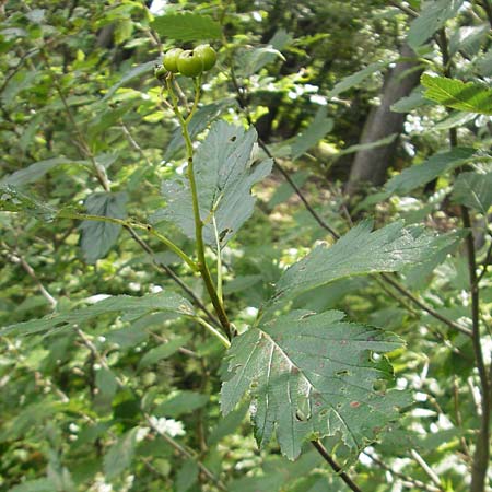 Sorbus schwarziana \ Schwarz-Mehlbeere / Schwarz' Whitebeam, D Franken/Franconia Frechetsfeld 6.8.2011