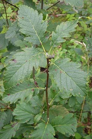 Sorbus schwarziana \ Schwarz-Mehlbeere / Schwarz' Whitebeam, D Franken/Franconia Frechetsfeld 6.8.2011