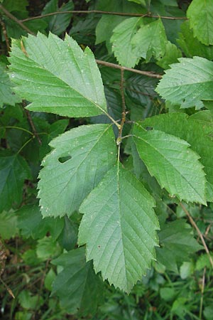 Sorbus schnizleiniana \ Schnizleins Mehlbeere / Schnizlein's Whitebeam, D Franken/Franconia Neukirchen 6.8.2011