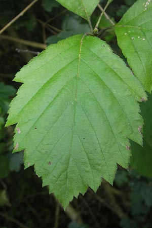 Sorbus schnizleiniana \ Schnizleins Mehlbeere / Schnizlein's Whitebeam, D Franken/Franconia Neukirchen 6.8.2011