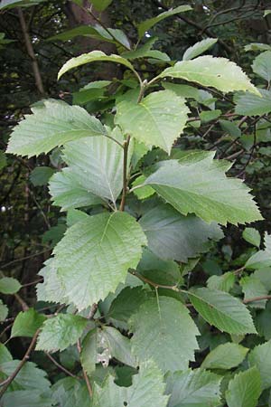 Sorbus schnizleiniana \ Schnizleins Mehlbeere / Schnizlein's Whitebeam, D Franken/Franconia Neukirchen 6.8.2011