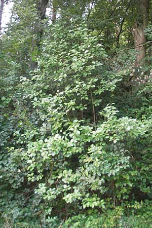 Sorbus schnizleiniana \ Schnizleins Mehlbeere / Schnizlein's Whitebeam, D Franken/Franconia Neukirchen 6.8.2011