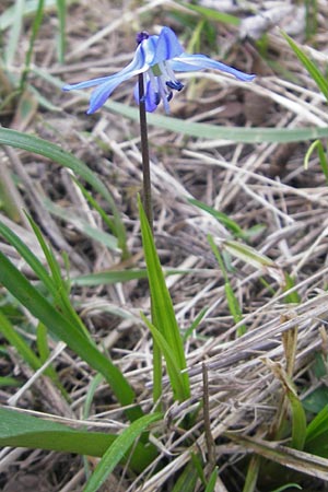 Scilla siberica agg. \ Sibirischer Blaustern / Siberian Squill, D Ludwigshafen 29.3.2012