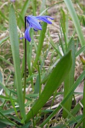 Scilla siberica agg., Sibirischer Blaustern