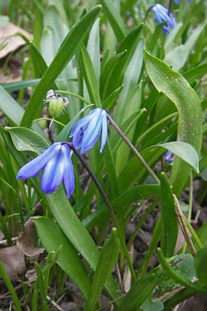 Scilla siberica agg. \ Sibirischer Blaustern / Siberian Squill, D Ludwigshafen 29.3.2012