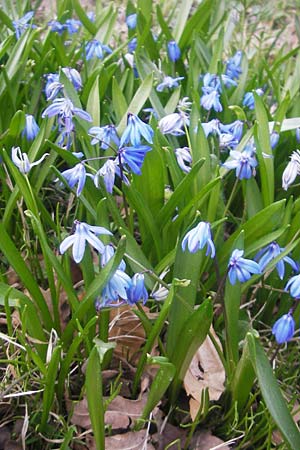 Scilla siberica agg., Sibirischer Blaustern
