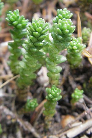 Sedum acre \ Scharfer Mauerpfeffer / Biting Stonecrop, D Solnhofen 5.6.2012