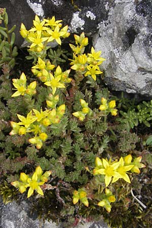 Sedum acre \ Scharfer Mauerpfeffer / Biting Stonecrop, D Solnhofen 5.6.2012