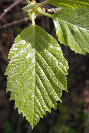 Sorbus subcordata \ Arnstdter Mehlbeere / Arnstadt Whitebeam, D Thüringen, Arnstadt 8.5.2013