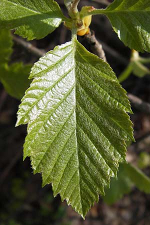 Sorbus subcordata \ Arnstdter Mehlbeere / Arnstadt Whitebeam, D Thüringen, Arnstadt 8.5.2013