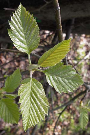Sorbus subcordata \ Arnstdter Mehlbeere / Arnstadt Whitebeam, D Thüringen, Arnstadt 8.5.2013