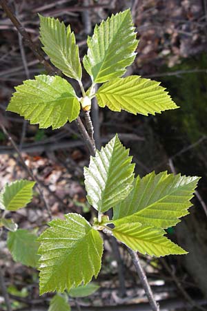 Sorbus subcordata \ Arnstdter Mehlbeere / Arnstadt Whitebeam, D Thüringen, Arnstadt 8.5.2013