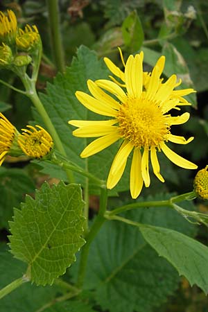 Senecio subalpinus \ Berg-Greiskraut / Mountain Ragwort, D Rhön, Tann-Neuswarts 6.7.2013