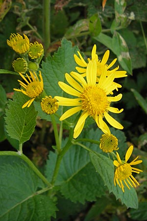 Senecio subalpinus \ Berg-Greiskraut / Mountain Ragwort, D Rhön, Tann-Neuswarts 6.7.2013