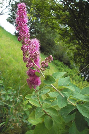 Spiraea x billardii \ Kolben-Spiere, Billards Spierstrauch, D Schwarzwald, Baiersbronn 18.8.2013