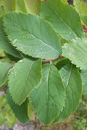 Spiraea x billardii \ Kolben-Spiere, Billards Spierstrauch, D Schwarzwald, Baiersbronn 18.8.2013