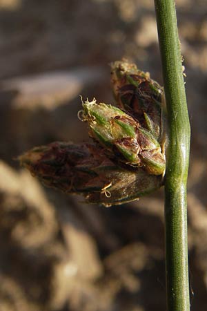 Schoenoplectiella supina \ Niedrige Teichsimse, Zwerg-Flechtbinse / Dwarf Bulrush, D Philippsburg 20.8.2013