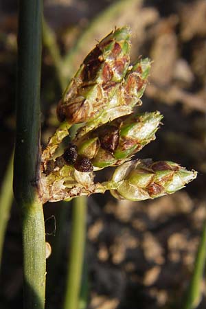 Schoenoplectiella supina \ Niedrige Teichsimse, Zwerg-Flechtbinse / Dwarf Bulrush, D Philippsburg 20.8.2013