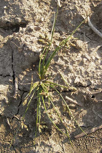 Schoenoplectiella supina \ Niedrige Teichsimse, Zwerg-Flechtbinse / Dwarf Bulrush, D Philippsburg 20.8.2013