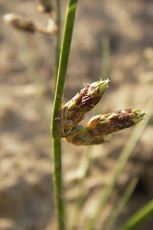Schoenoplectiella supina \ Niedrige Teichsimse, Zwerg-Flechtbinse / Dwarf Bulrush, D Philippsburg 20.8.2013