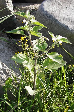 Solanum nigrum subsp. schultesii \ Schultes' Nachtschatten, Tuschender Nachtschatten / Schultes's Nightshade, D Worms 4.9.2013
