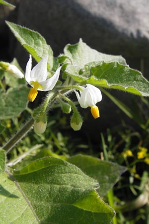 Solanum nigrum subsp. schultesii \ Schultes' Nachtschatten, Tuschender Nachtschatten / Schultes's Nightshade, D Worms 4.9.2013