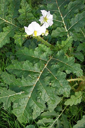 Solanum sisymbriifolium \ Raukenbl�ttriger Nachtschatten, Litschi-Tomate / Sticky Nightshade, Lychee Tomato, D Mannheim 25.9.2013