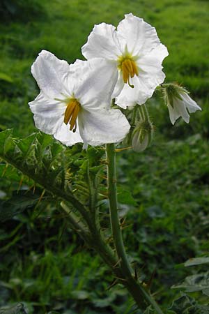 Solanum sisymbriifolium \ Raukenbl�ttriger Nachtschatten, Litschi-Tomate / Sticky Nightshade, Lychee Tomato, D Mannheim 25.9.2013