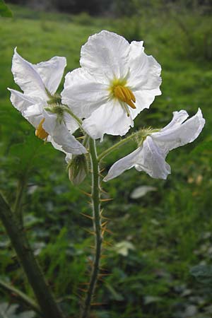 Solanum sisymbriifolium \ Raukenbl�ttriger Nachtschatten, Litschi-Tomate / Sticky Nightshade, Lychee Tomato, D Mannheim 25.9.2013