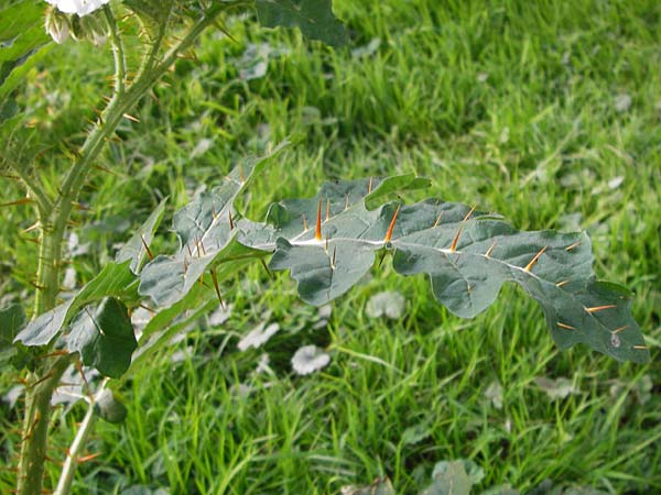 Solanum sisymbriifolium \ Raukenbl�ttriger Nachtschatten, Litschi-Tomate / Sticky Nightshade, Lychee Tomato, D Mannheim 25.9.2013
