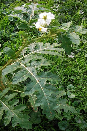 Solanum sisymbriifolium \ Raukenbl�ttriger Nachtschatten, Litschi-Tomate / Sticky Nightshade, Lychee Tomato, D Mannheim 25.9.2013