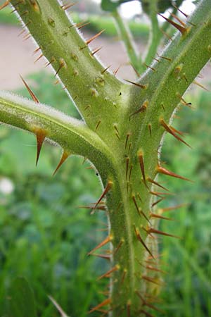 Solanum sisymbriifolium \ Raukenbl�ttriger Nachtschatten, Litschi-Tomate / Sticky Nightshade, Lychee Tomato, D Mannheim 25.9.2013