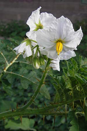 Solanum sisymbriifolium \ Raukenbl�ttriger Nachtschatten, Litschi-Tomate / Sticky Nightshade, Lychee Tomato, D Mannheim 25.9.2013