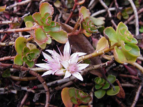 Sedum spurium \ Kaukasischer Mauerpfeffer / Caucasian Stonecrop, D Mannheim 16.11.2013