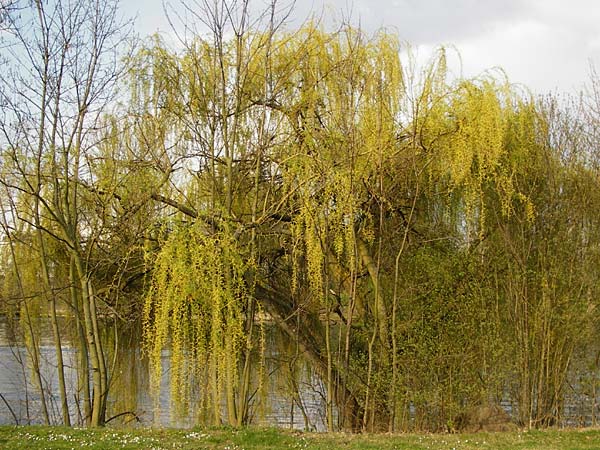 Salix alba x babylonica / Golden Weeping Willow, D Frankfurt-Schwanheim 26.3.2014