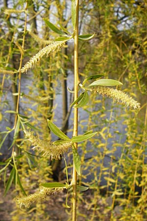 Salix alba x babylonica / Golden Weeping Willow, D Frankfurt-Schwanheim 26.3.2014