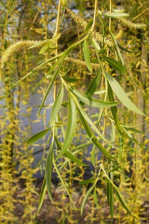 Salix alba x babylonica / Golden Weeping Willow, D Frankfurt-Schwanheim 26.3.2014