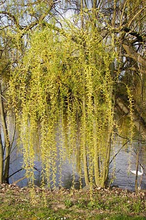 Salix alba x babylonica / Golden Weeping Willow, D Frankfurt-Schwanheim 26.3.2014