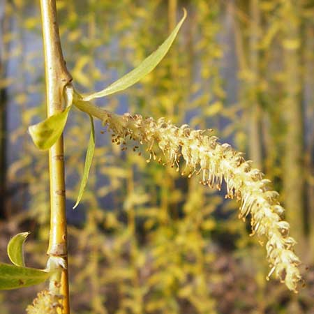 Salix alba x babylonica / Golden Weeping Willow, D Frankfurt-Schwanheim 26.3.2014