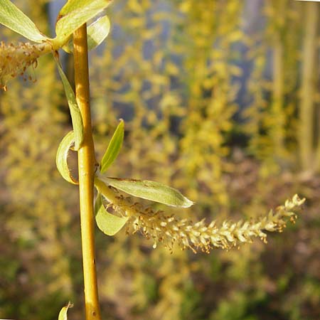 Salix alba x babylonica / Golden Weeping Willow, D Frankfurt-Schwanheim 26.3.2014