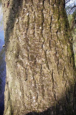 Salix alba x babylonica / Golden Weeping Willow, D Frankfurt-Schwanheim 26.3.2014