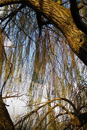 Salix alba x babylonica / Golden Weeping Willow, D Frankfurt-Schwanheim 26.3.2014